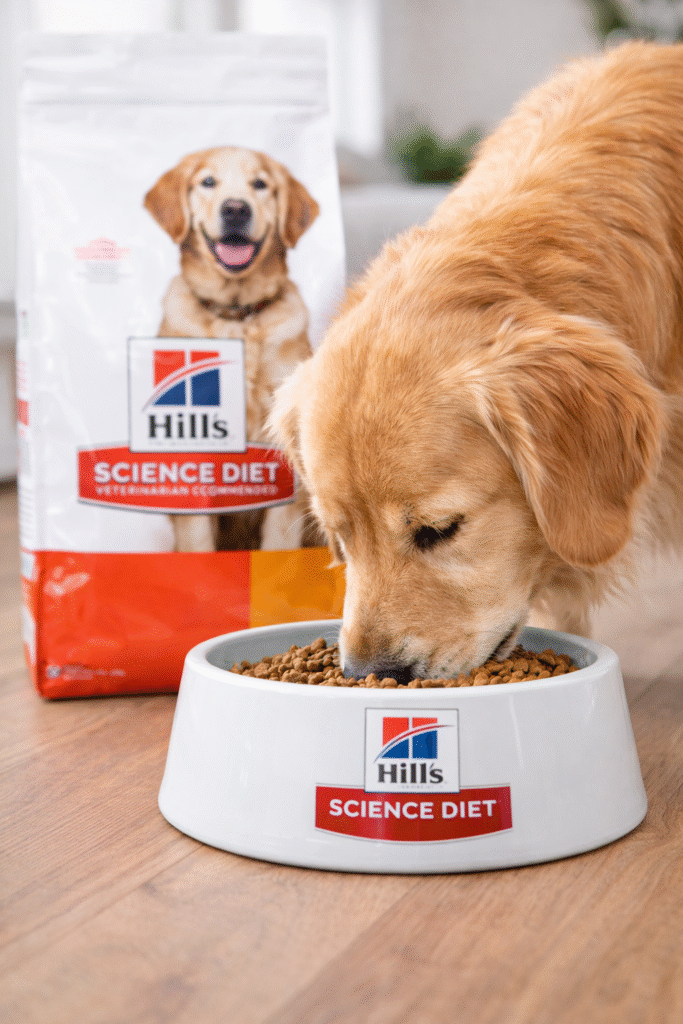 perro dorado disfrutando su comida