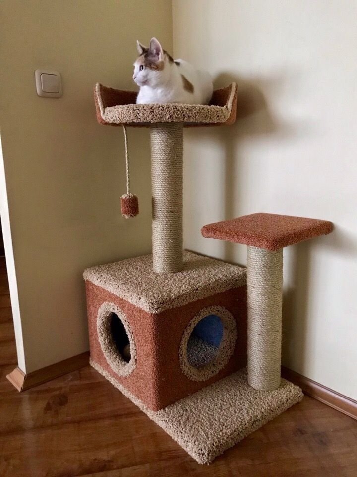 rascador gato