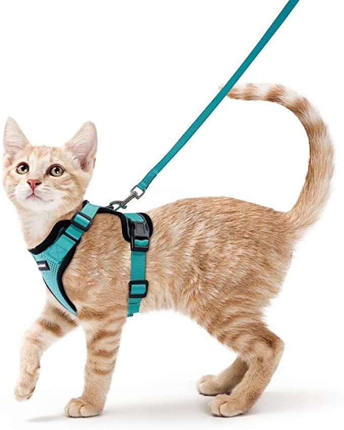 arnes gato mascota