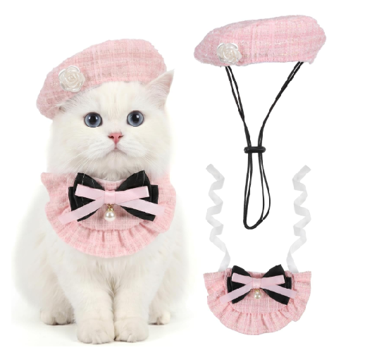 gato kit gatita mascota
