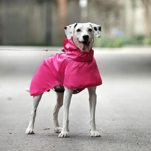 impermeable perrita mascota lluvia