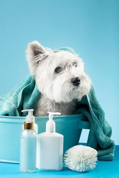 perro baño mascota